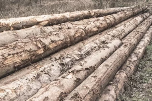 Во Владимирской области с арендаторов леса взыскали 600 тыс. рублей за вырубку деревьев