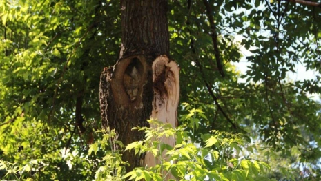Сломали ветки и разрубили пополам. Как уничтожили деревья во Владимире 
