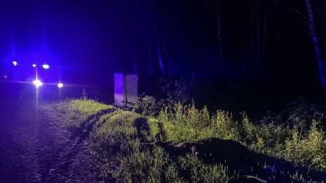 В Камешковском районе легковушка столкнулась с ГАЗелью из-за лося