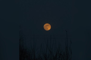В небе над Владимиром заметили Кровавую Луну