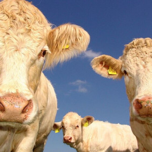 Во Владимирской области пожарные спасли 180 коров из горящей фермы