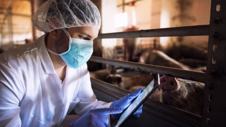 В Боголюбово на производстве «Хаме Фудс» ликвидировали очаг АЧС
