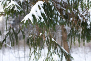 Прогноз погоды на 10 марта 2024 года во Владимире и области