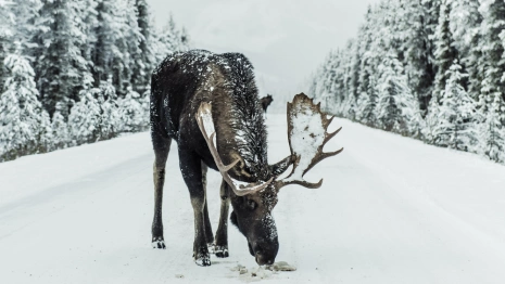 Во Владимирской области вирусом бешенства заразился дикий лось