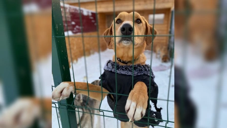 Во Владимире приют для животных получил президентский грант