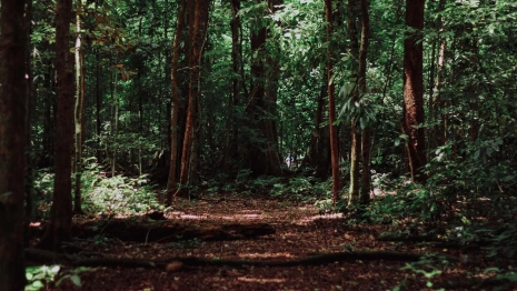 Житель Владимирской области получил огнестрельное ранение в лесу