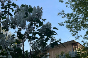 Июнь во Владимирской области пройдет без аномалий