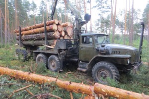 Житель Владимирской области вырубил лес на 630 тыс. рублей