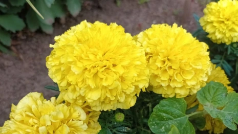 Во Владимире высадили более 320 тыс. саженцев цветов за год