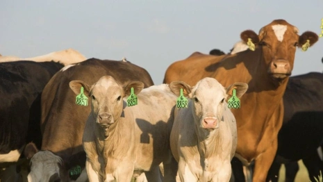 Во Владимирской области производство молока вырастет на 5 тыс. тонн