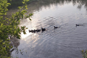 Во Владимирской области в охотничьи угодья выпустили молодняк кряквы