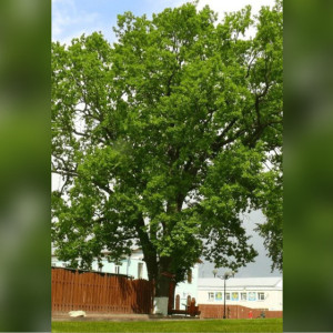 Владимирский дуб номинировали на звание главного дерева страны