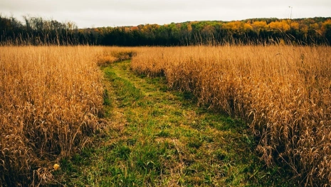 Синоптики рассказали, каким будет начало октября во Владимирской области 