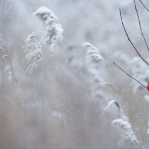 Прогноз погоды во Владимирской области на 24 января