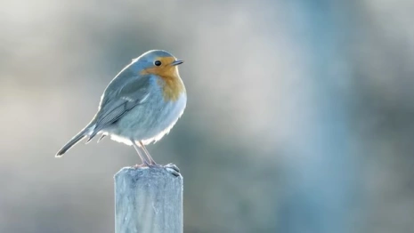 Филиппов день: что нужно сделать 27 ноября, чтобы не потерять отношения
