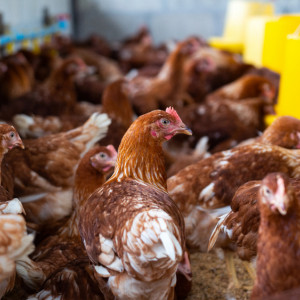 В Гусь-Хрустальном районе отменили карантин по азиатской чуме птиц
