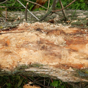 Владимирцы возмутились бездействием властей при нашествии жука-златки