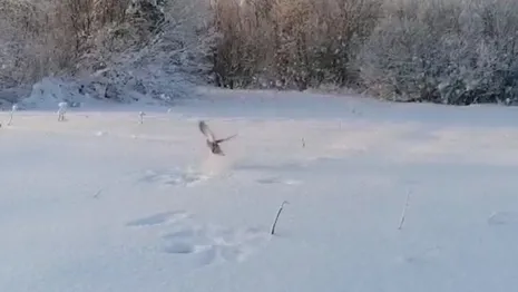 Во Владимирской области сняли момент вылета тетеревов из снежных лунок