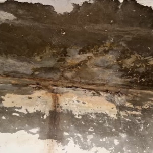 Жительница Владимира завела 20 собак и устроила свалку в собственной квартире