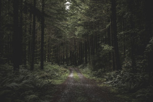 Во Владимирской области пропал 62-летний мужчина в камуфляжном дождевике