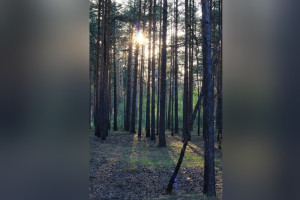 В лесничестве под Петушками жителю отказали в древесине для строительства дома