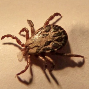 Во Владимирской области клещи укусили 23 ребенка и 48 взрослых