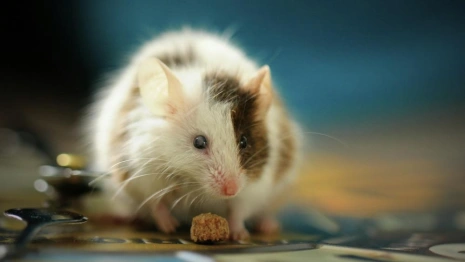 Во Владимире территорию у дома на Добросельской запретили посещать 13 ноября