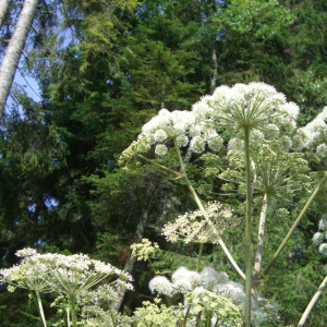 Борщевиком зарос 541 га земли во Владимирской области