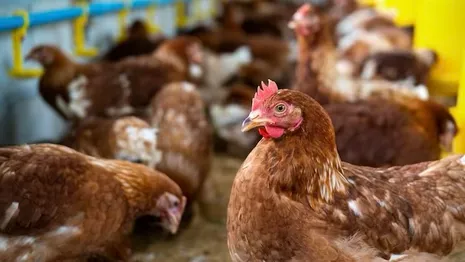 В России могут запретить вывоз за границу некоторых видов мяса птицы