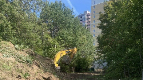 Владимирцы возмутились вырубкой деревьев рядом с парком «Дружба»