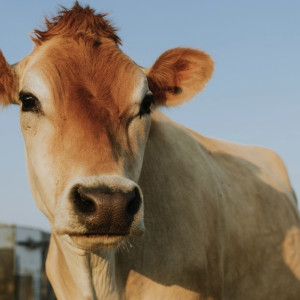 Корова из Владимирской области дала рекордные 110 тонн молока