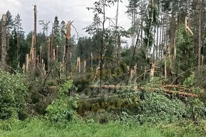 В Камешковском районе ураган повалил деревья
