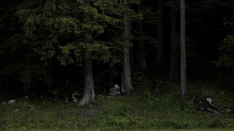 В Ковровском районе мужчина сломал ногу в лесу