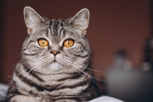 Десятый день Великого поста: что можно и нельзя 27 марта