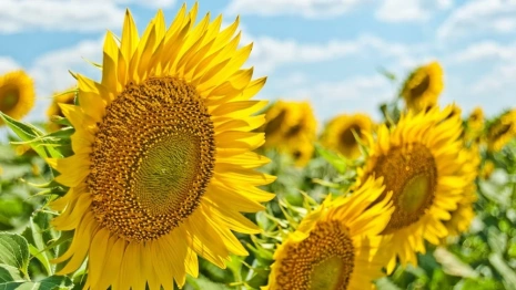 Во Владимирской области в выходные жара выйдет на пик