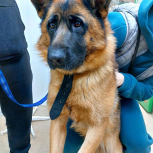 Во Владимире пытавшаяся укусить движущуюся машину собака сломала челюсть