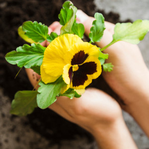 Во Владимире появится главный садовник