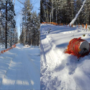 Во Владимирской области с начала года убили 8 волков