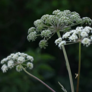 Во Владимирской области борщевик заполонил особо охраняемые территории