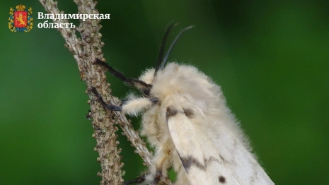 Во Владимирской области на борьбу с непарным шелкопрядом направят 8,7 млн 