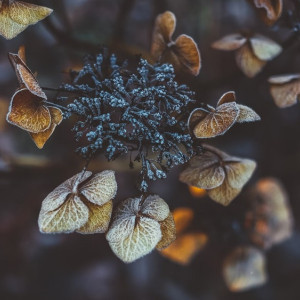 Во Владимирскую область придет резкое похолодание