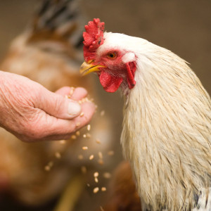 Во Владимирской области начали подготовку к вспышке птичьего гриппа