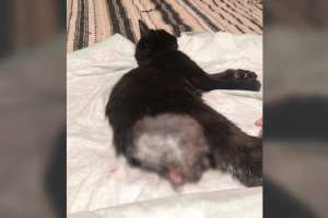 Под Владимиром живодеры смертельно изуродовали домашнего кота