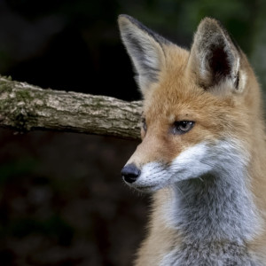В Суздальском районе обнаружили бешенство у лисы