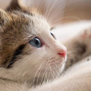 В Собинском районе отменили карантин по бешенству