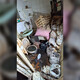 Появились фото заваленной хламом и затопленной экскрементами квартиры во Владимире
