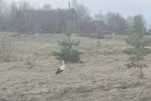 В Меленковском районе заметили величественного аиста