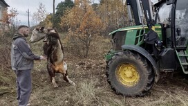 В Петушинском районе бык провалился в ливневую канаву