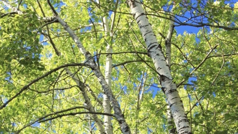 Во Владимире появится больше «зеленых» зон