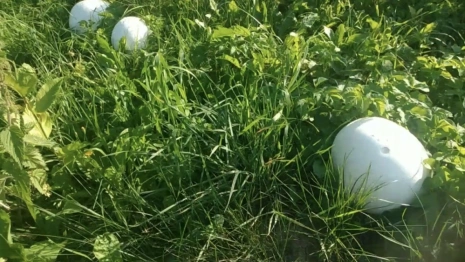 Житель Юрьев-Польского показал на видео огромные дождевики с огорода